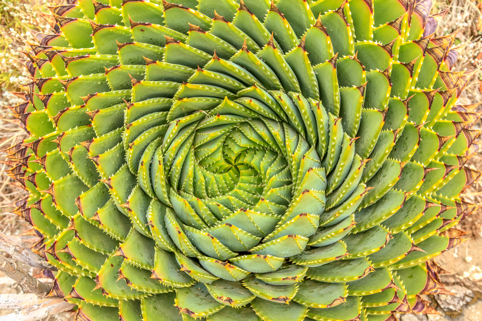 Framalicious shutterstock spiral aloe