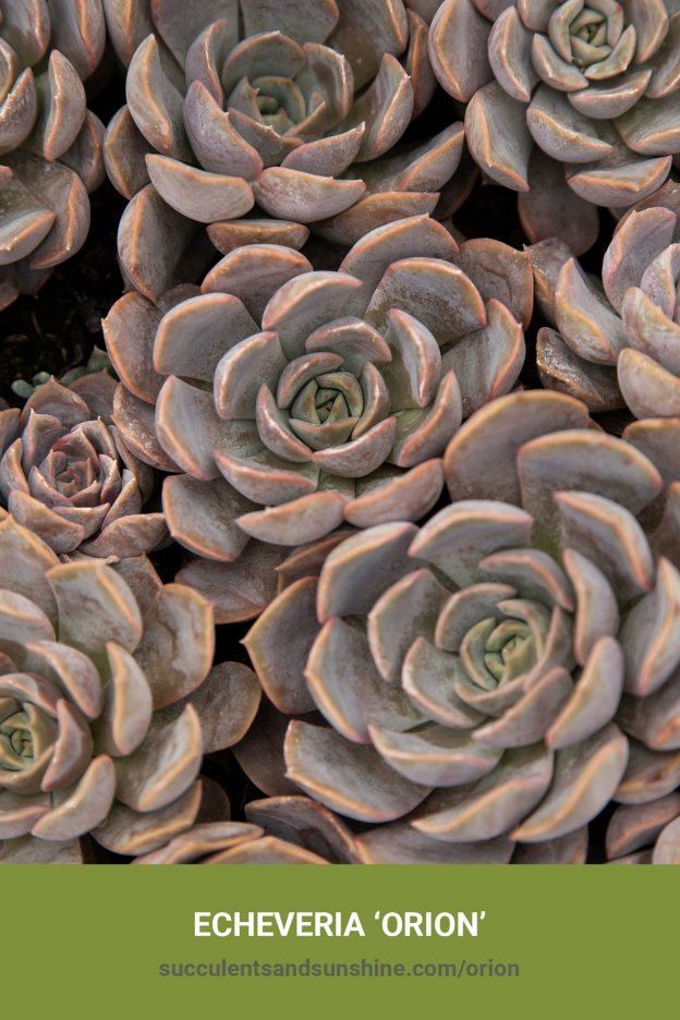 How to care for and propagate Echeveria 'Orion'