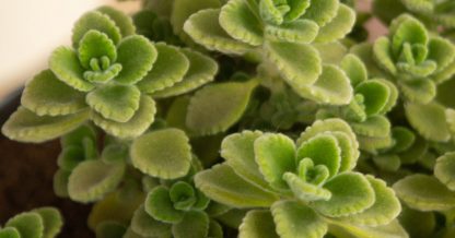 How to care for and propagate Plectranthus amboinicus Comfort Plant