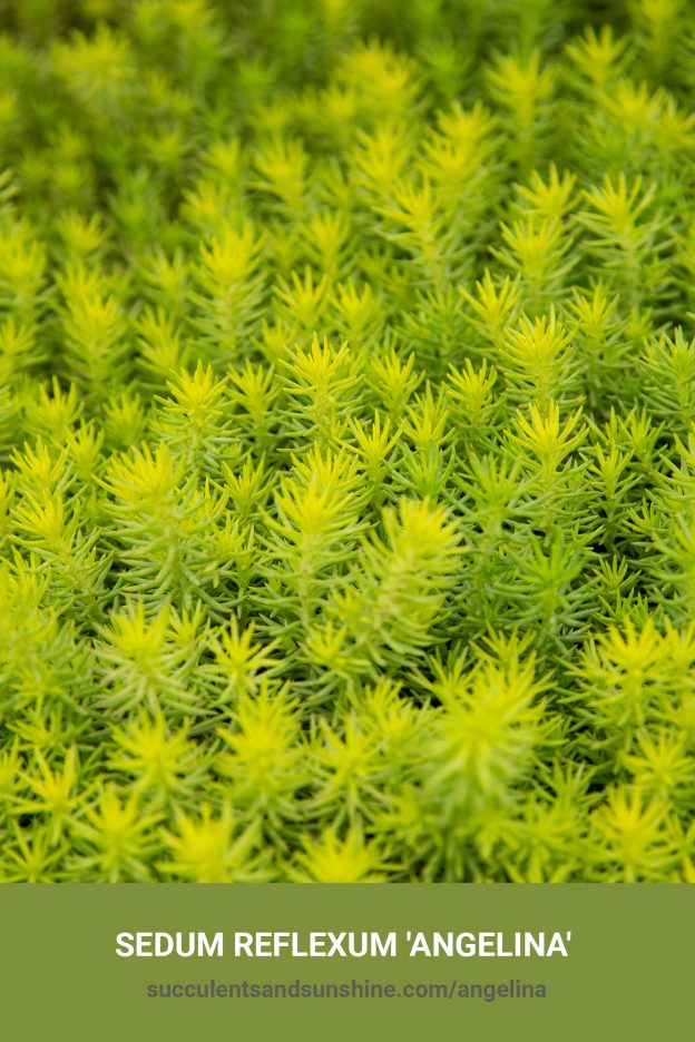 How to care for and propagate Sedum reflexum 'Angelina'