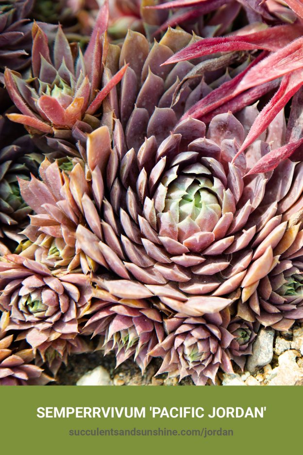 How to care for and propagate Semperrvivum 'Pacific Jordan'