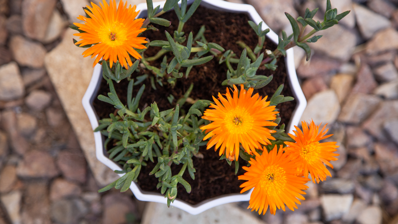 Lampranthus glaucus ice plant succulent orange flowers