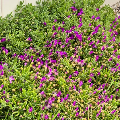 Lori S delosperma cooperi ice plant