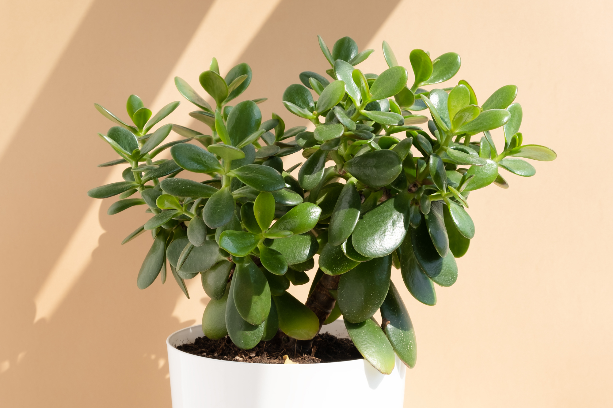 Marina Kaiser Shutterstock crassula jade plant white pot