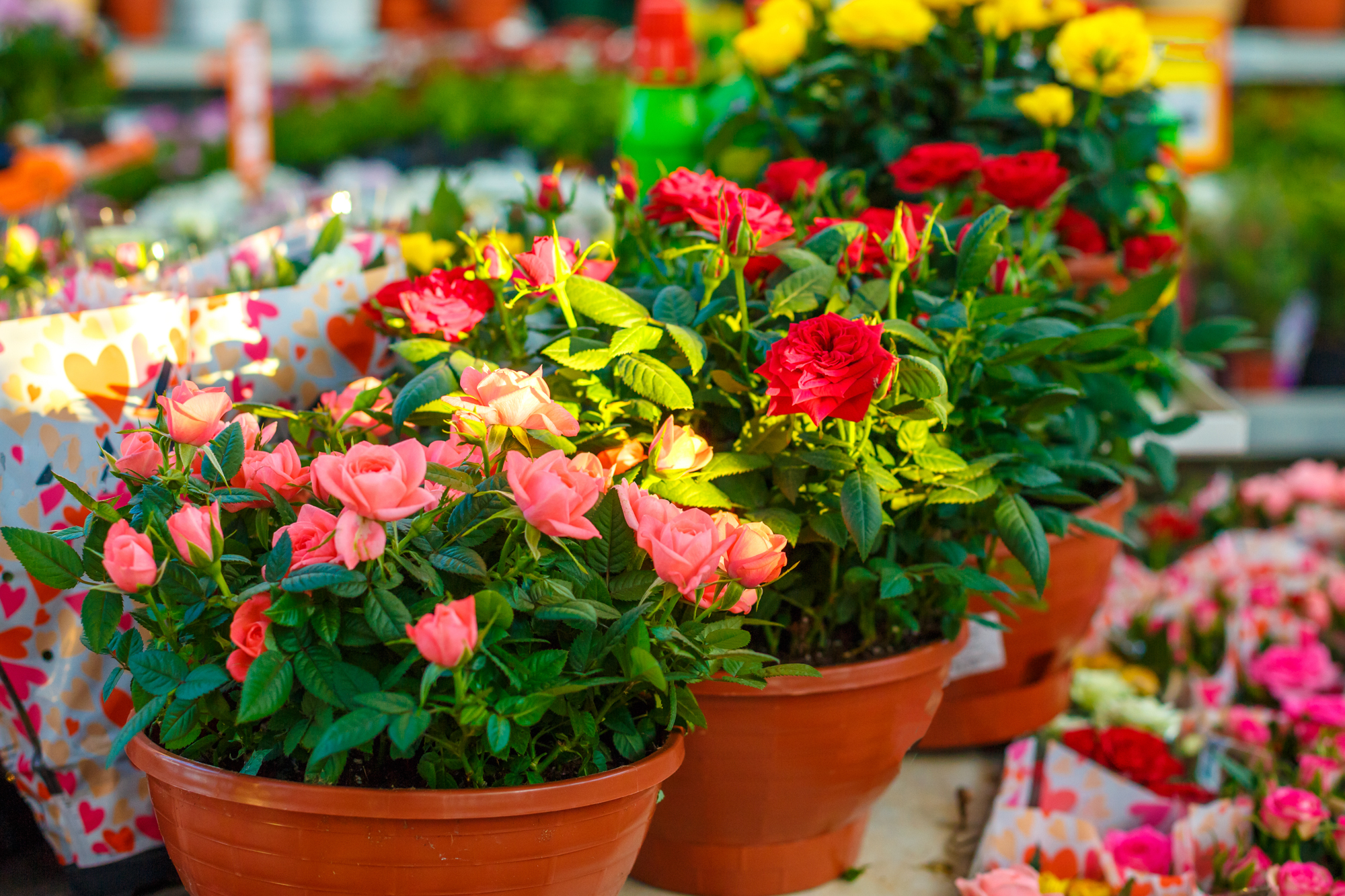 Pereslavtseva Katerina shutterstock miniature roses