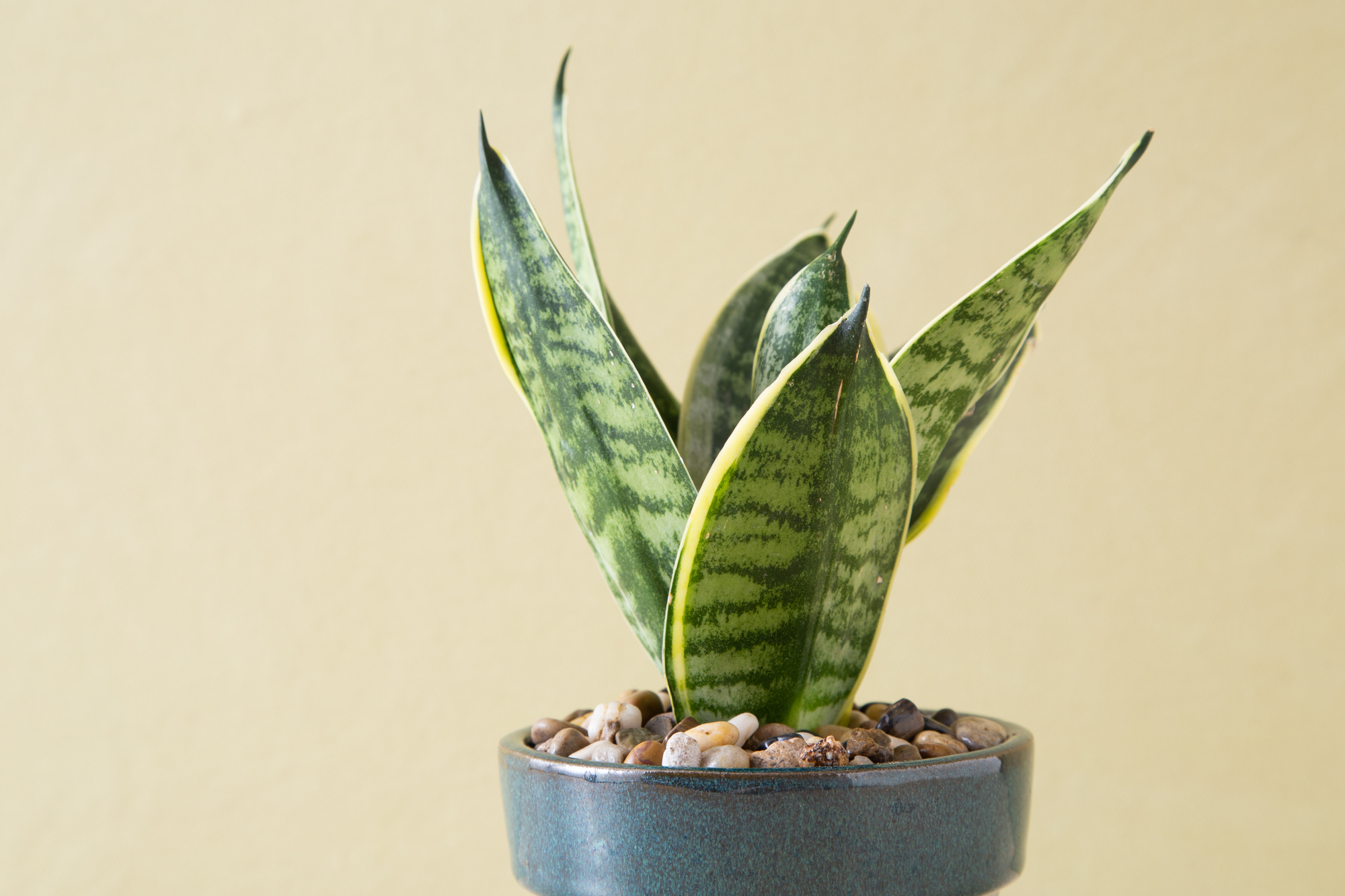 Sansevieria trifasciata snake plant mother in law