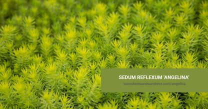 Sedum reflexum 'Angelina' care and propagation information