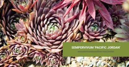 Semperrvivum 'Pacific Jordan' care and propagation information