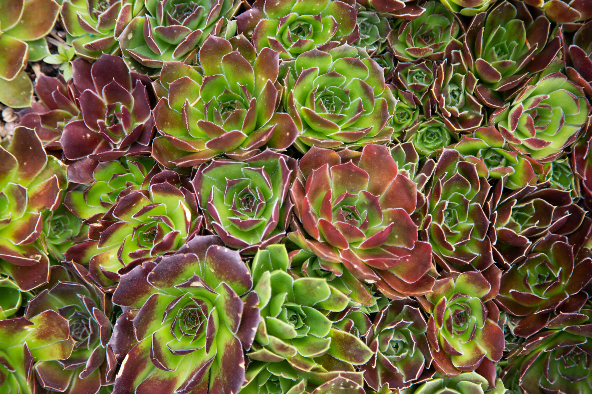 Sempervivum heuffelii clustered close together