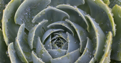 Unlimphotos Bob Keenan water droplets on echeveria succulent leaves close up