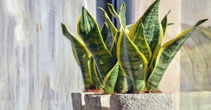 Vitaliy Kyrychuk shutterstock snake plant on window sill