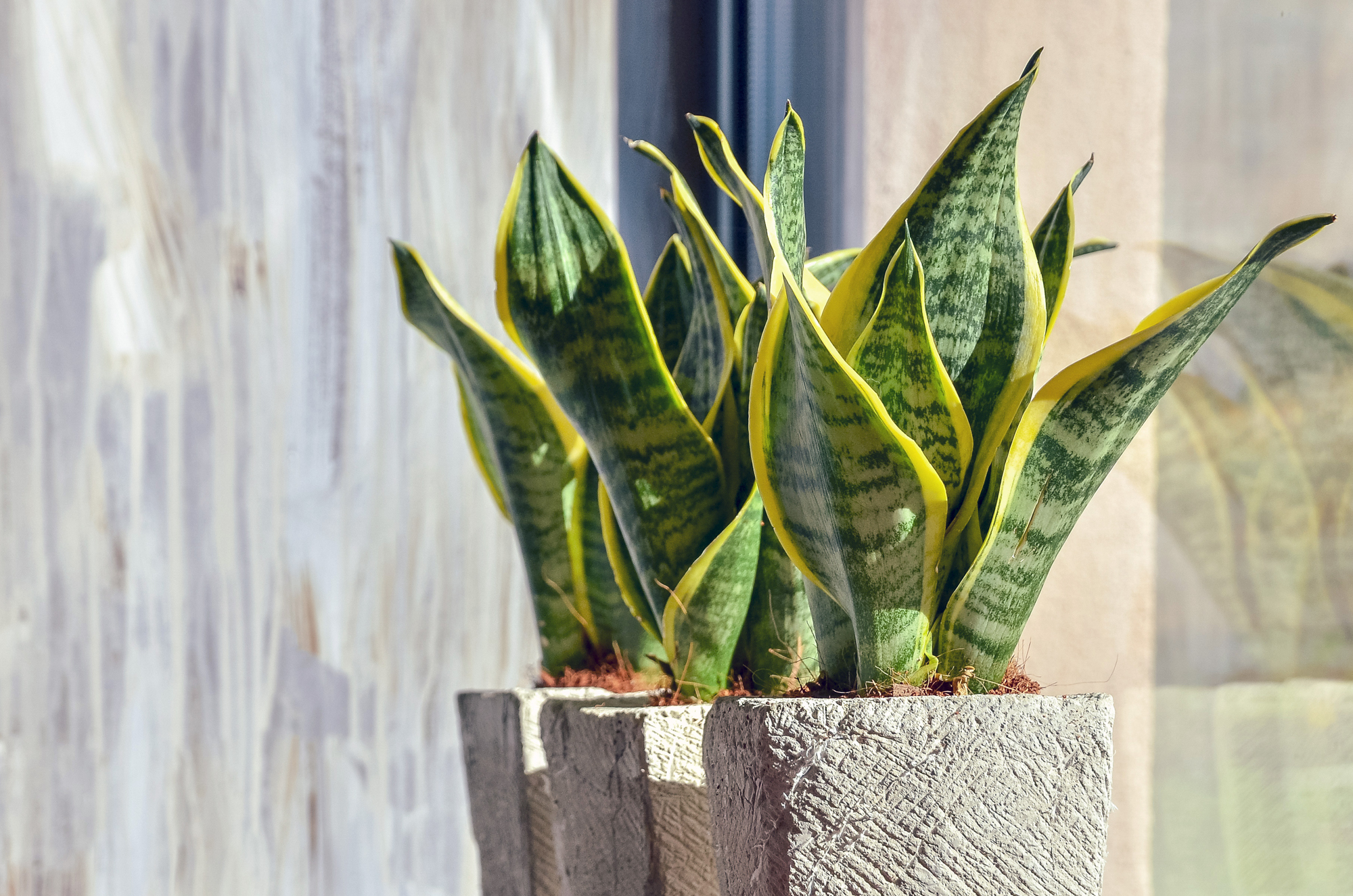 Vitaliy Kyrychuk shutterstock snake plant on window sill