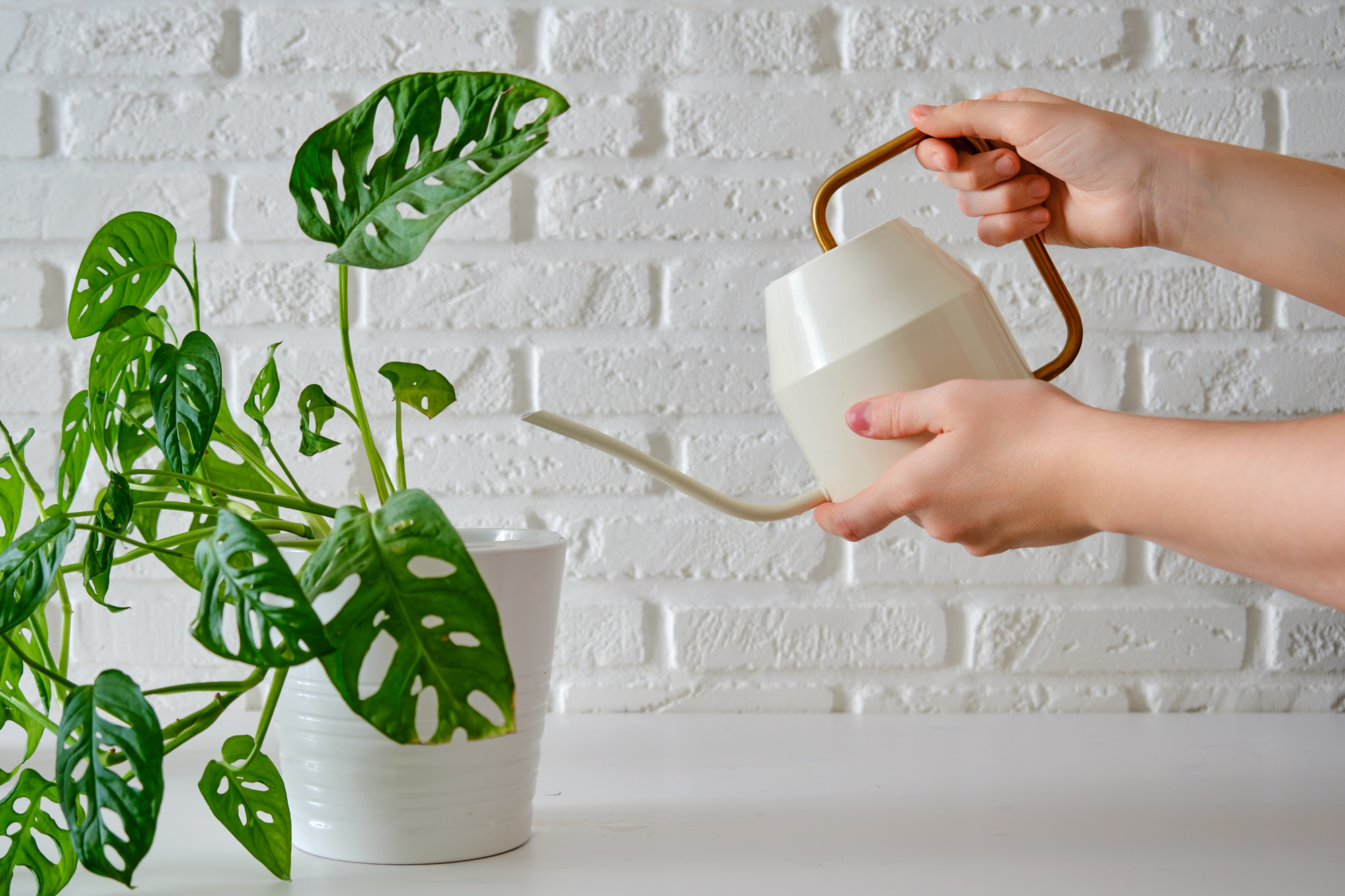 Zhuravlev Andrey Shutterstock Monstera adansonii watering