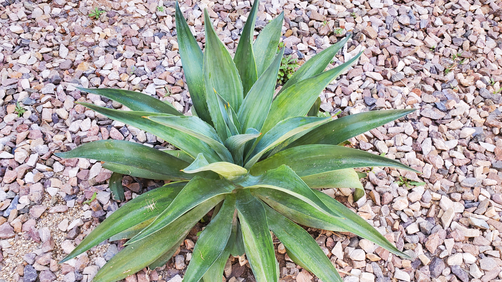 agave attentuata