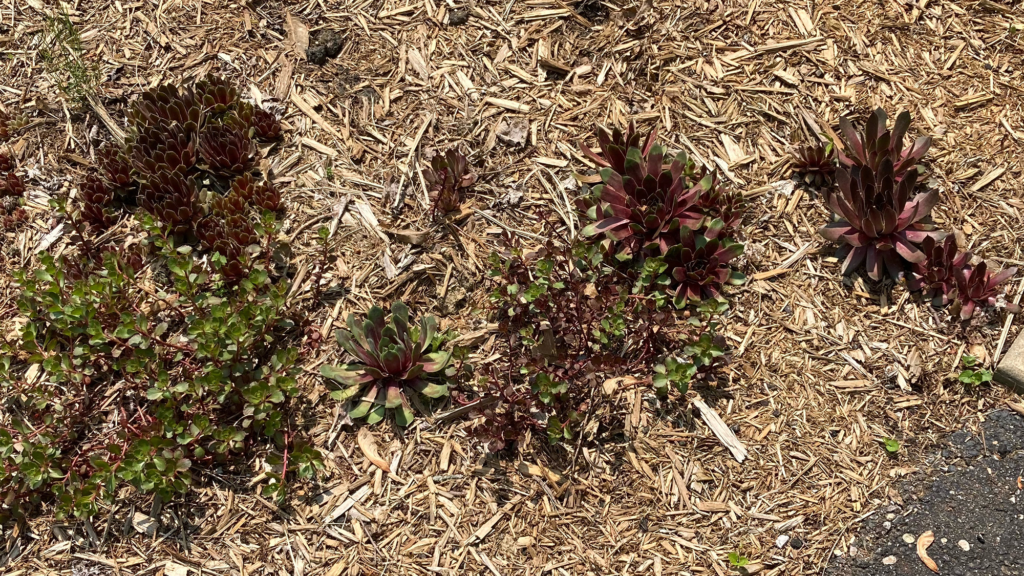 allison ohio sempervivum sedum outside