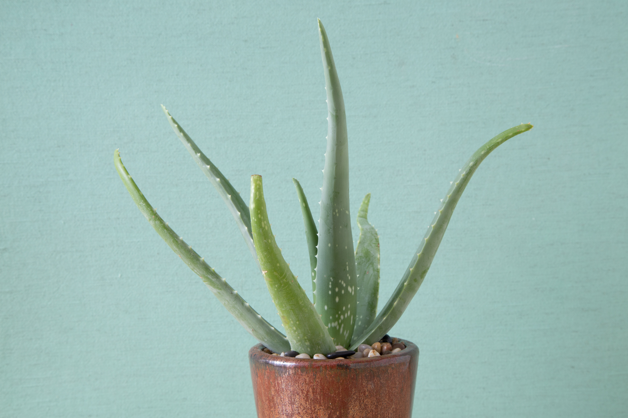 aloe vera plant potted