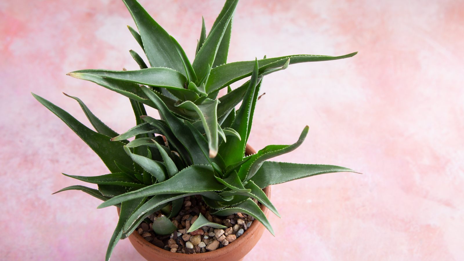 aloiampelos ciliaris climbing aloe in terra cotta pot