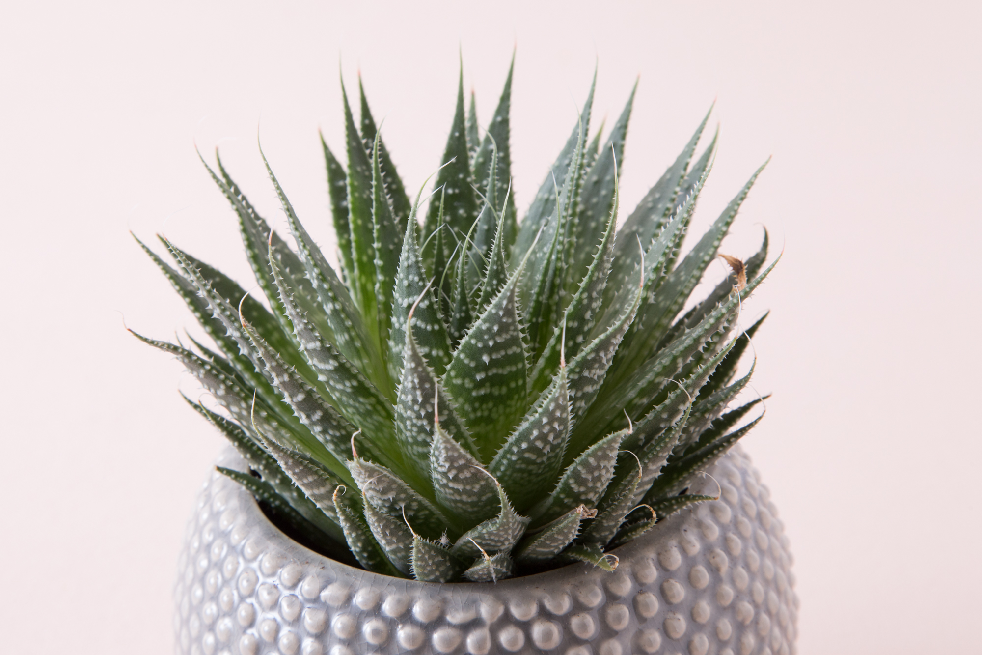 aristaloe aristata lace aloe close up