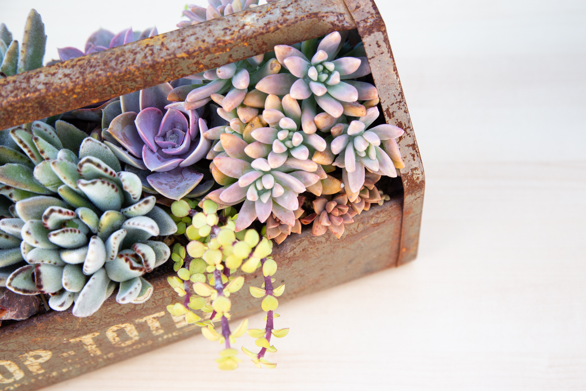 arrangement of colorful succulents in a metal tool case