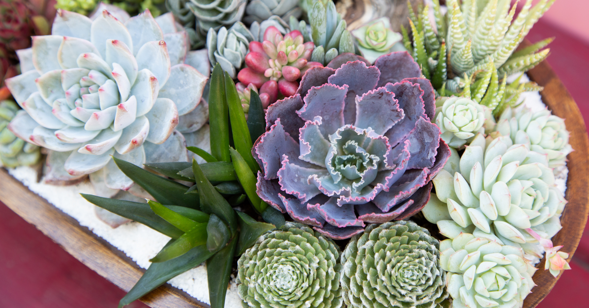 arrangement with echeveria neon breakers sempervivum aloe