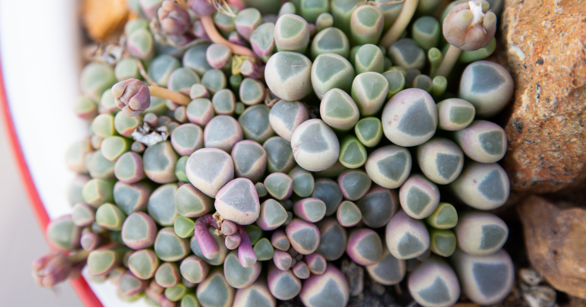 baby toes succulent cluster