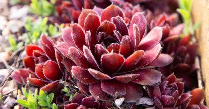 back lit red sempervivum