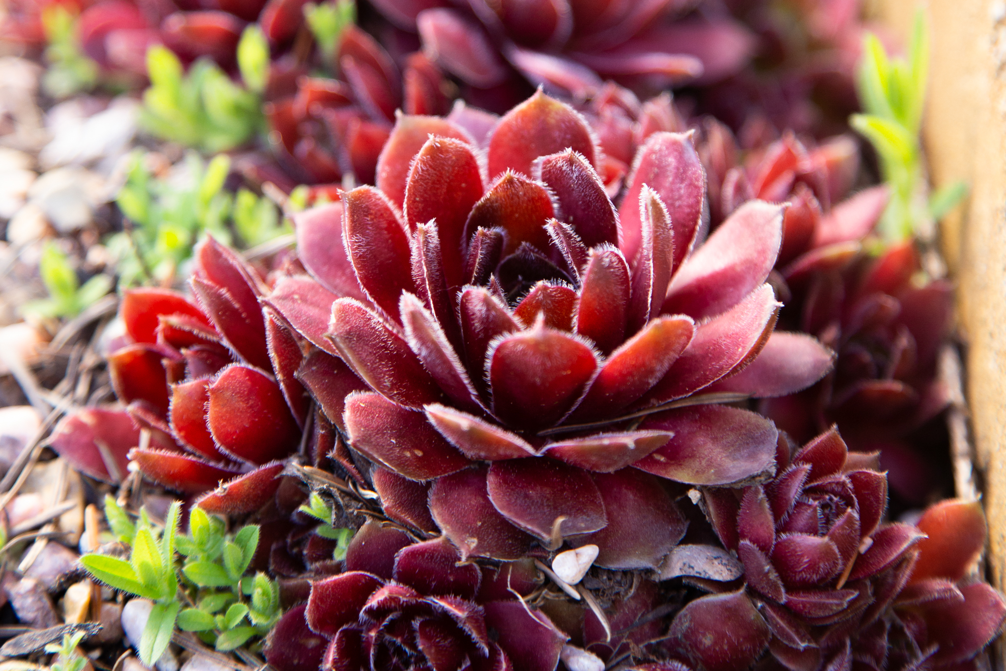 back lit red sempervivum