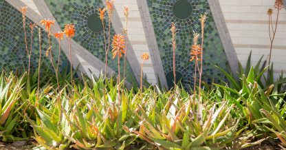 blooming aloe desert garden