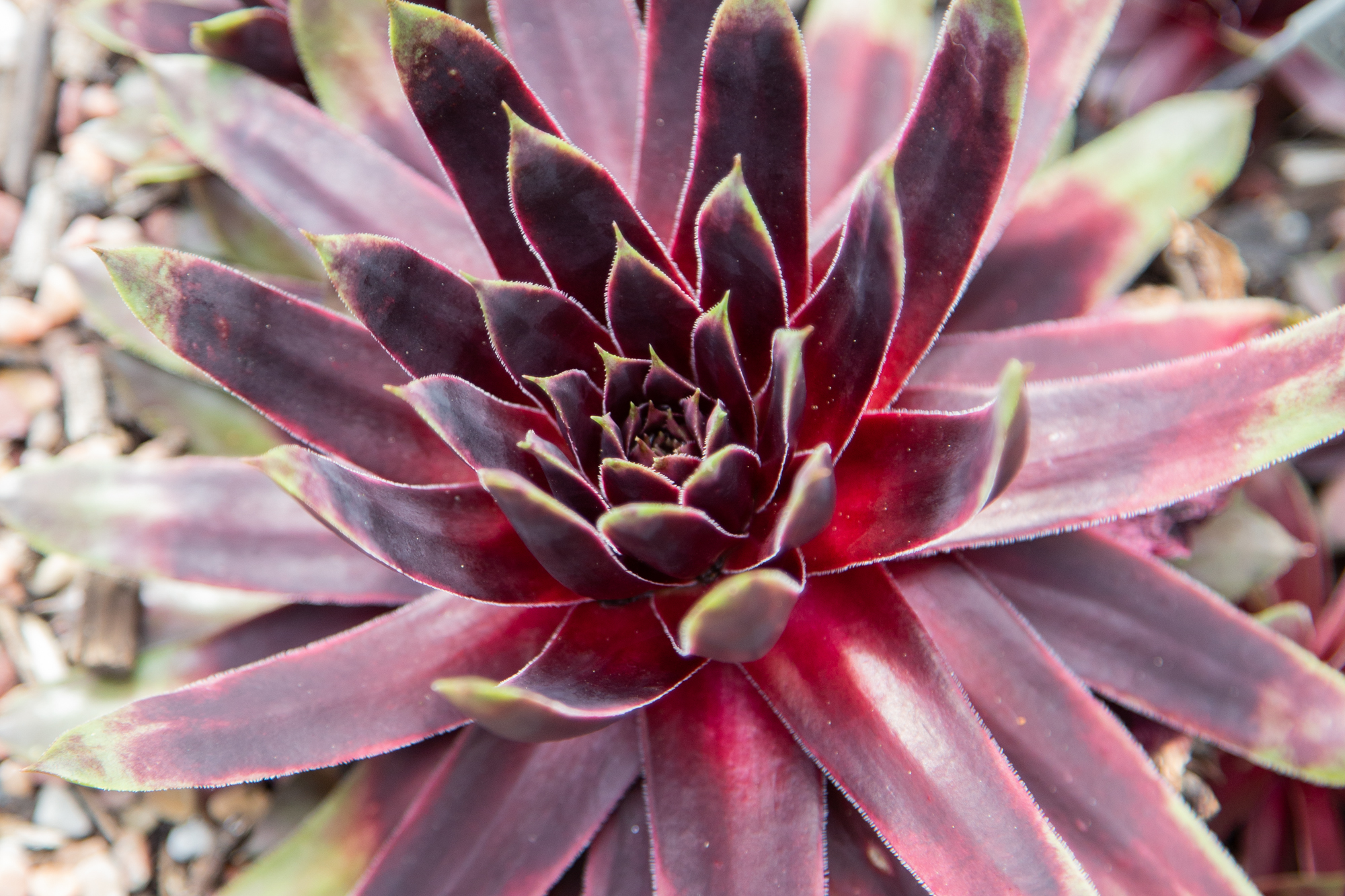 close up deep maroon sempervivum