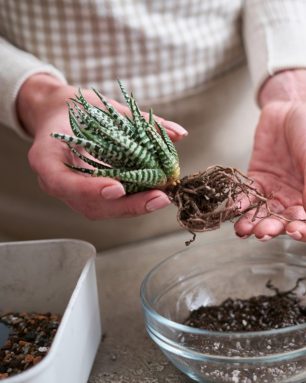 Woman planting Succulent haworthia Plant at home