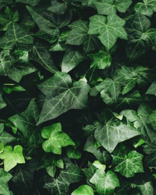 Closeup macro of hedera helix English ivy green leaves, toned wi