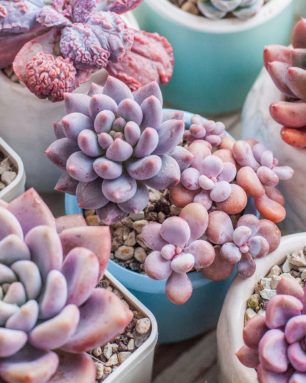 Colorful flowers succulent, top view composition