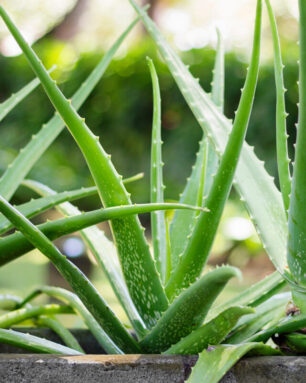 Aloe Vera Plant