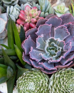 cropped-arrangement-with-echeveria-neon-breakers-sempervivum-aloe.jpg