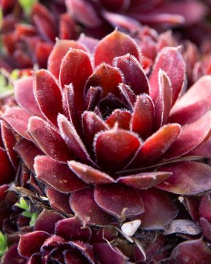 cropped-back-lit-red-sempervivum.jpg