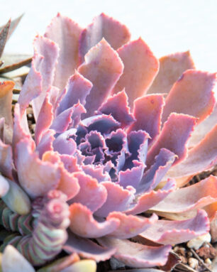 cropped-echeveria-neon-breakers-backlit-bright-colorful-purple.jpg