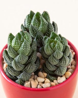 cropped-haworthiopsis-reinwardtii-succulent-in-red-pot.jpg