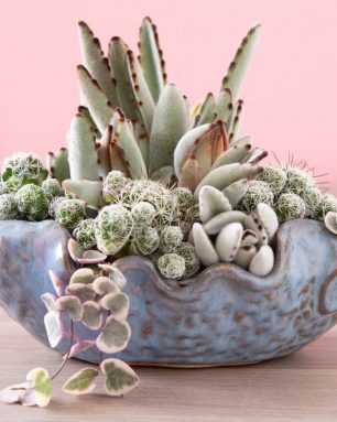 cropped-panda-plant-thimble-cactus-string-of-hearts-in-blue-planter.jpg