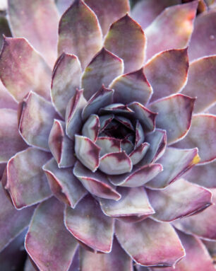 cropped-purple-blue-sempervivum-close-up.jpg