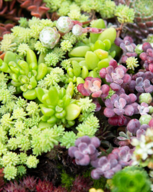 cropped-sedums-sempervivum-succulents-close-togher-blooming.jpg