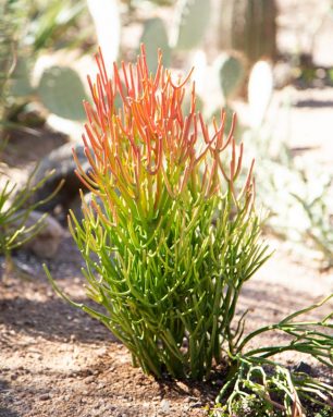 cropped-sticks-on-fire-succulent-red-tips.jpg