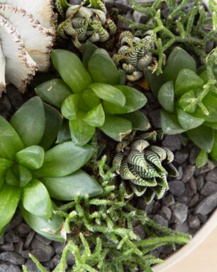 cropped-white-euphorbia-haworthia-rhipsalis.jpg