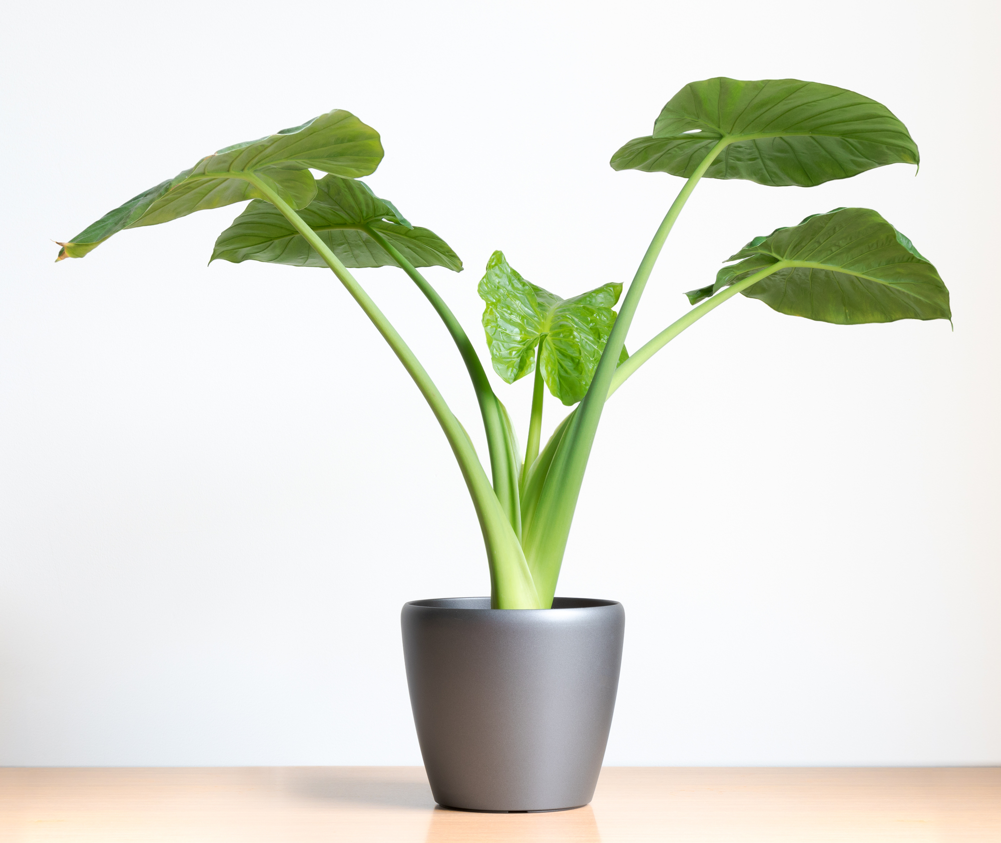 dropStock Shutterstock alocasia portadora elephant ear plant