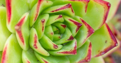 echeveria agavoides variety