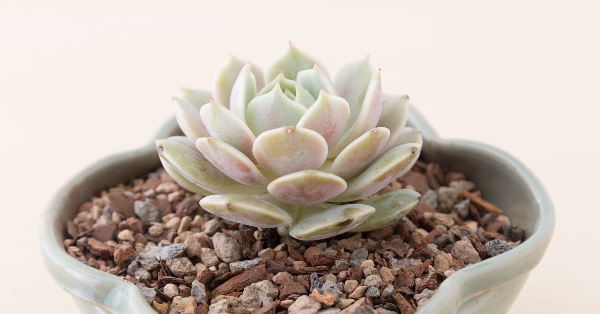 echeveria lola gritty soil