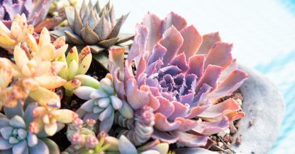 echeveria neon breakers backlit bright colorful purple