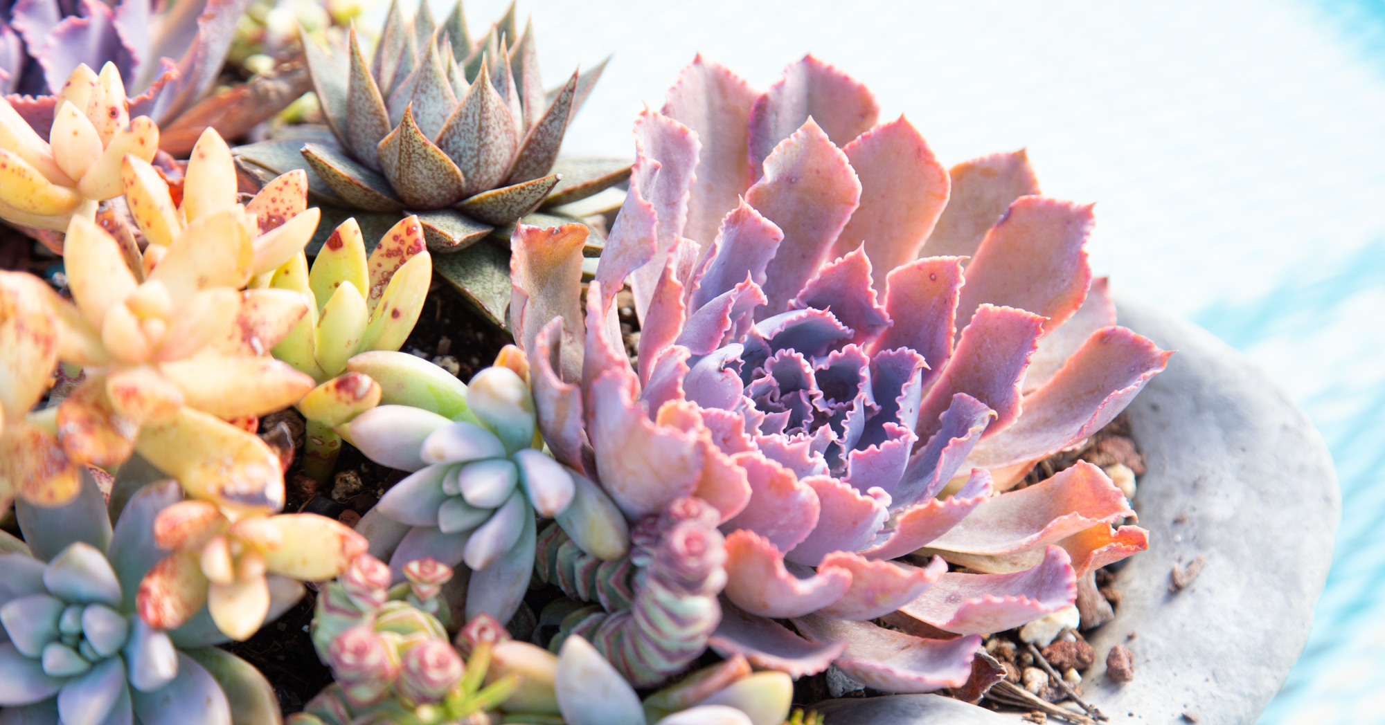 echeveria neon breakers backlit bright colorful purple