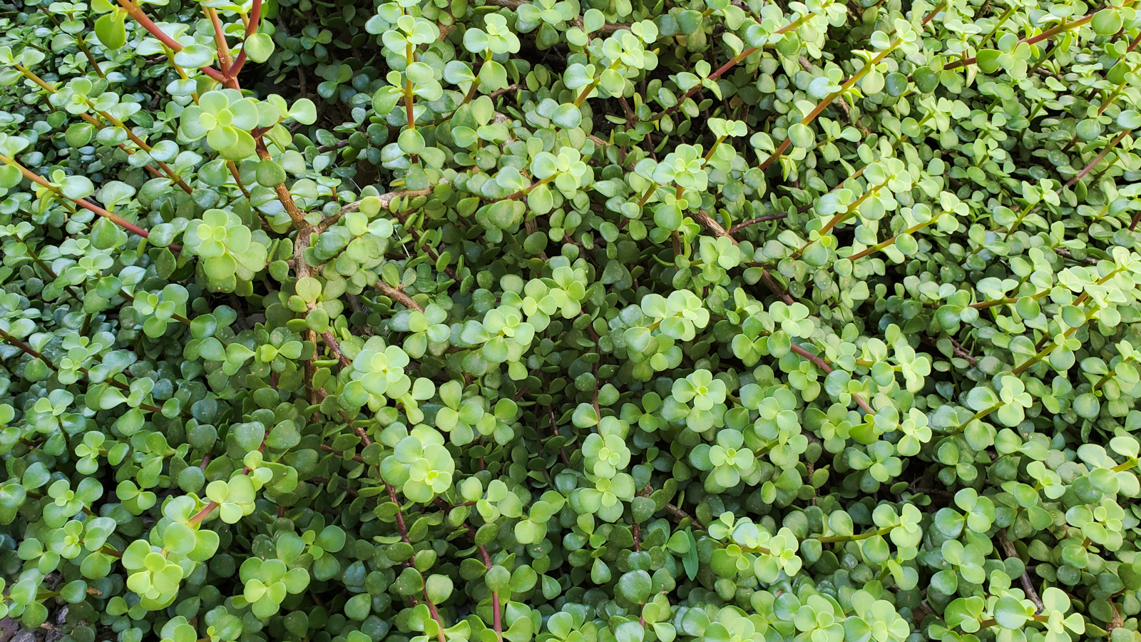 elephant bush portulacaria afra