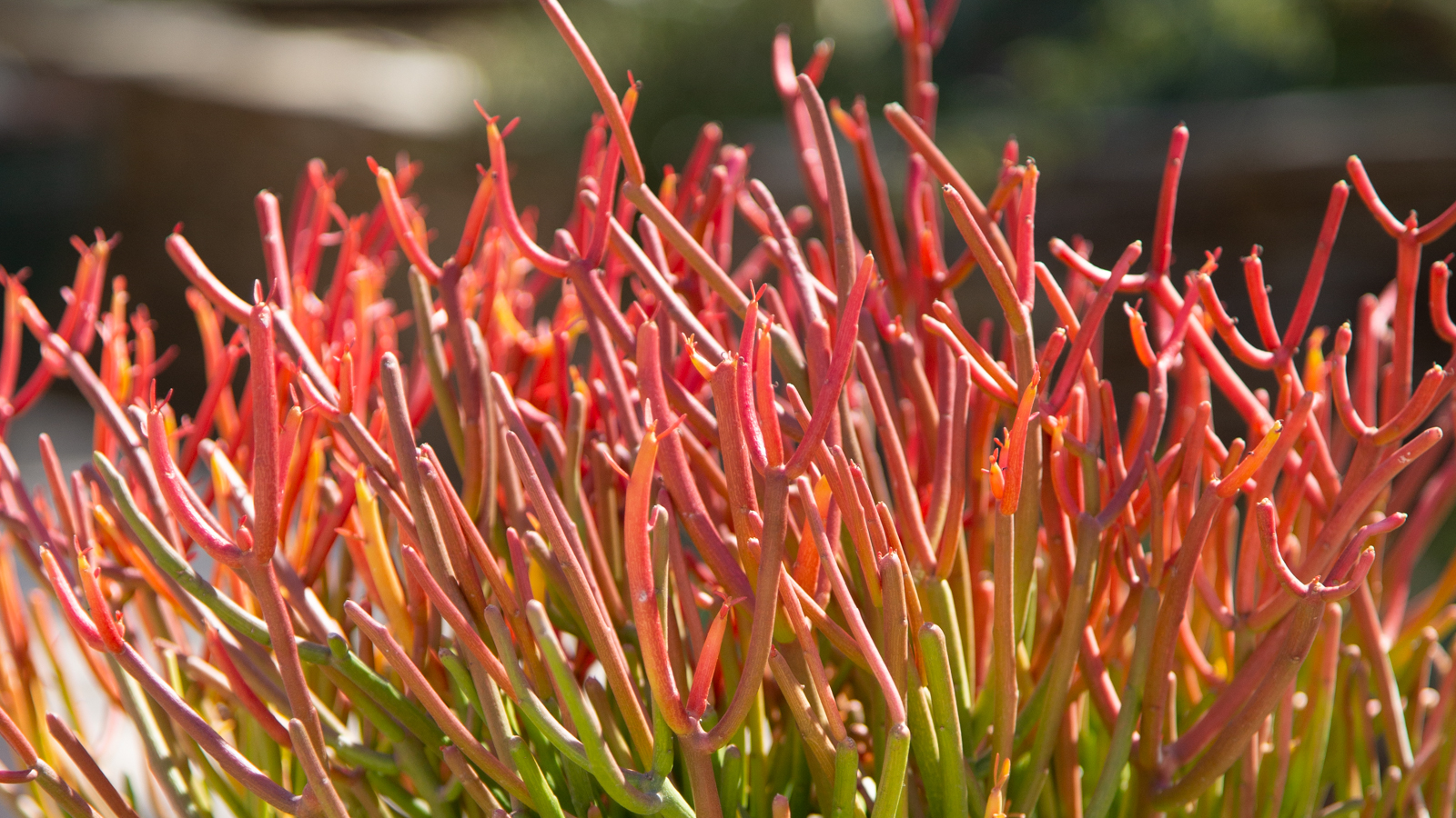 euphorbia tirucalli sticks on fire succulent bright red