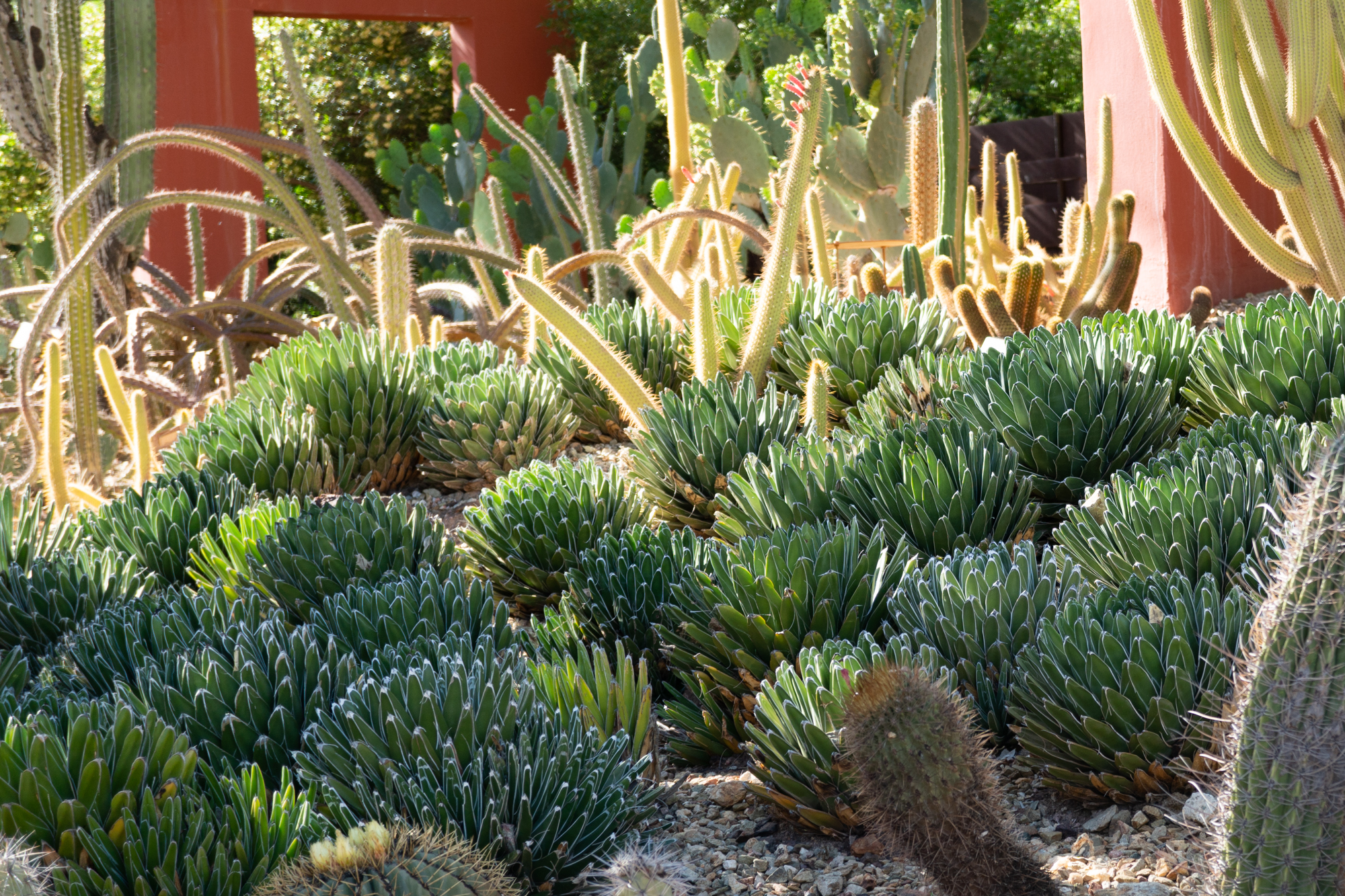 field of victoria agave